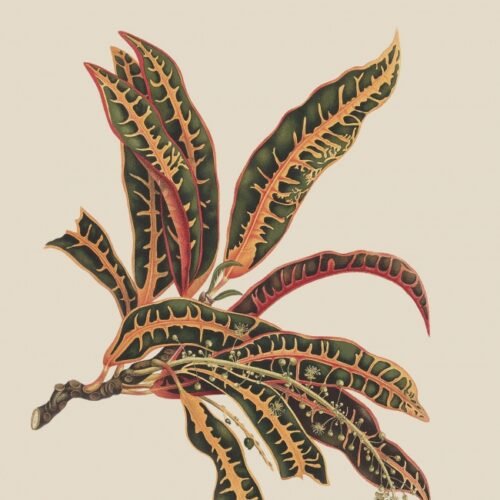 INFERTIL DE ROSARIO YORI