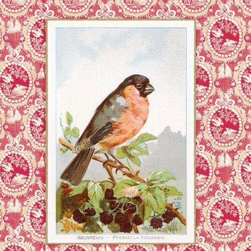 PEQUEÑO LIBRO DE LAS AVES, EL